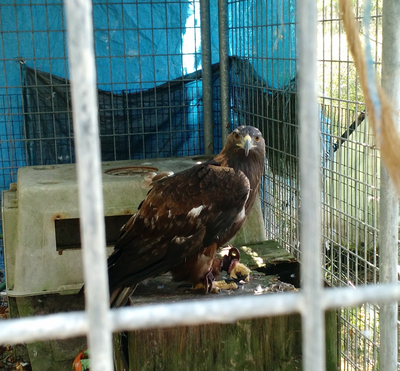 Wild Animal Rehabilitation Centre