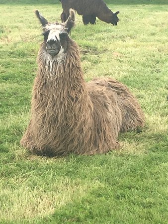 Hillview Llamas