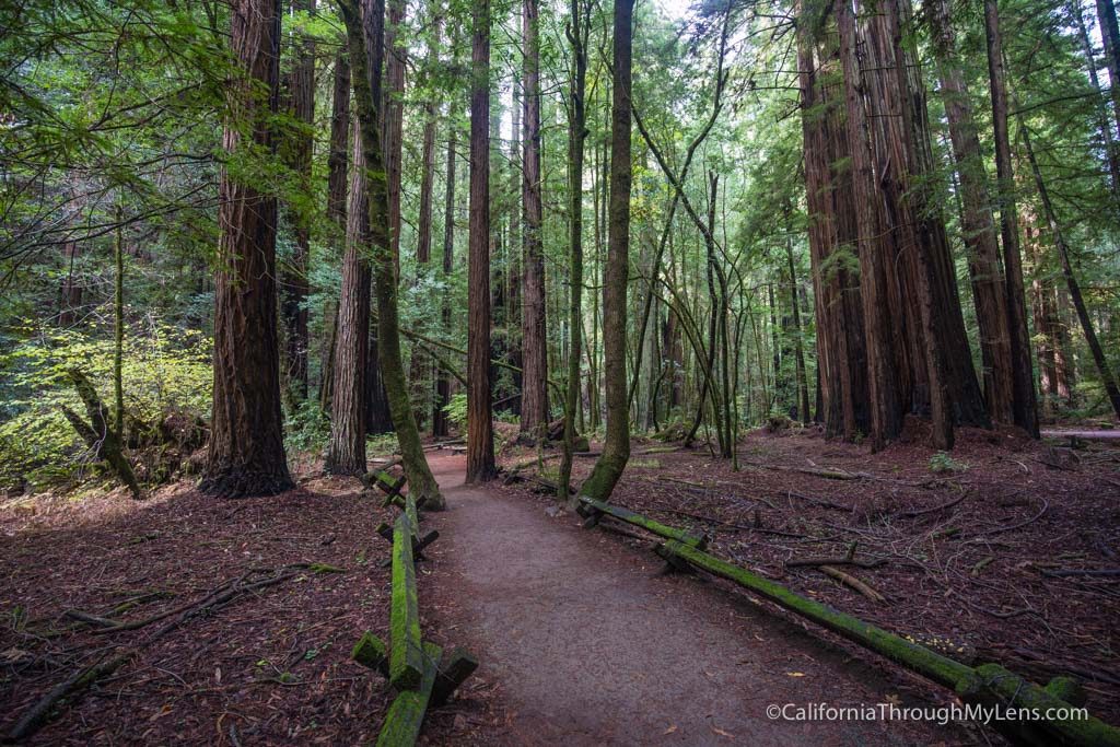 Armstrong Redwood State Reserve