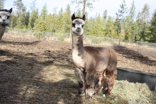 TerBest Alpacas