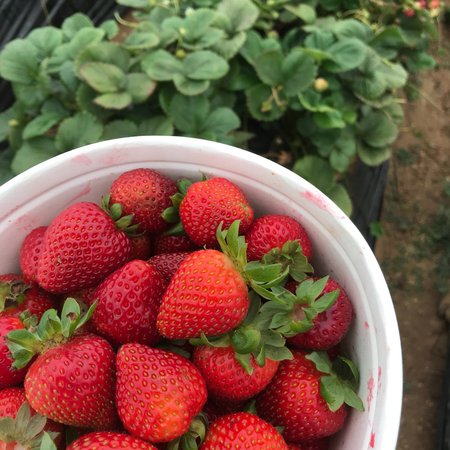U-Pick Carlsbad Strawberry Company