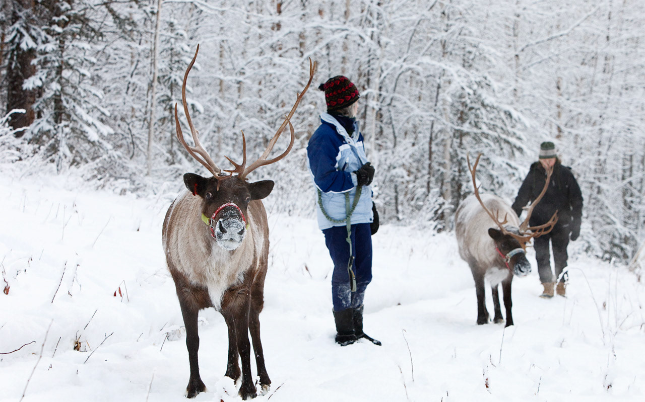 Running Reindeer Ranch