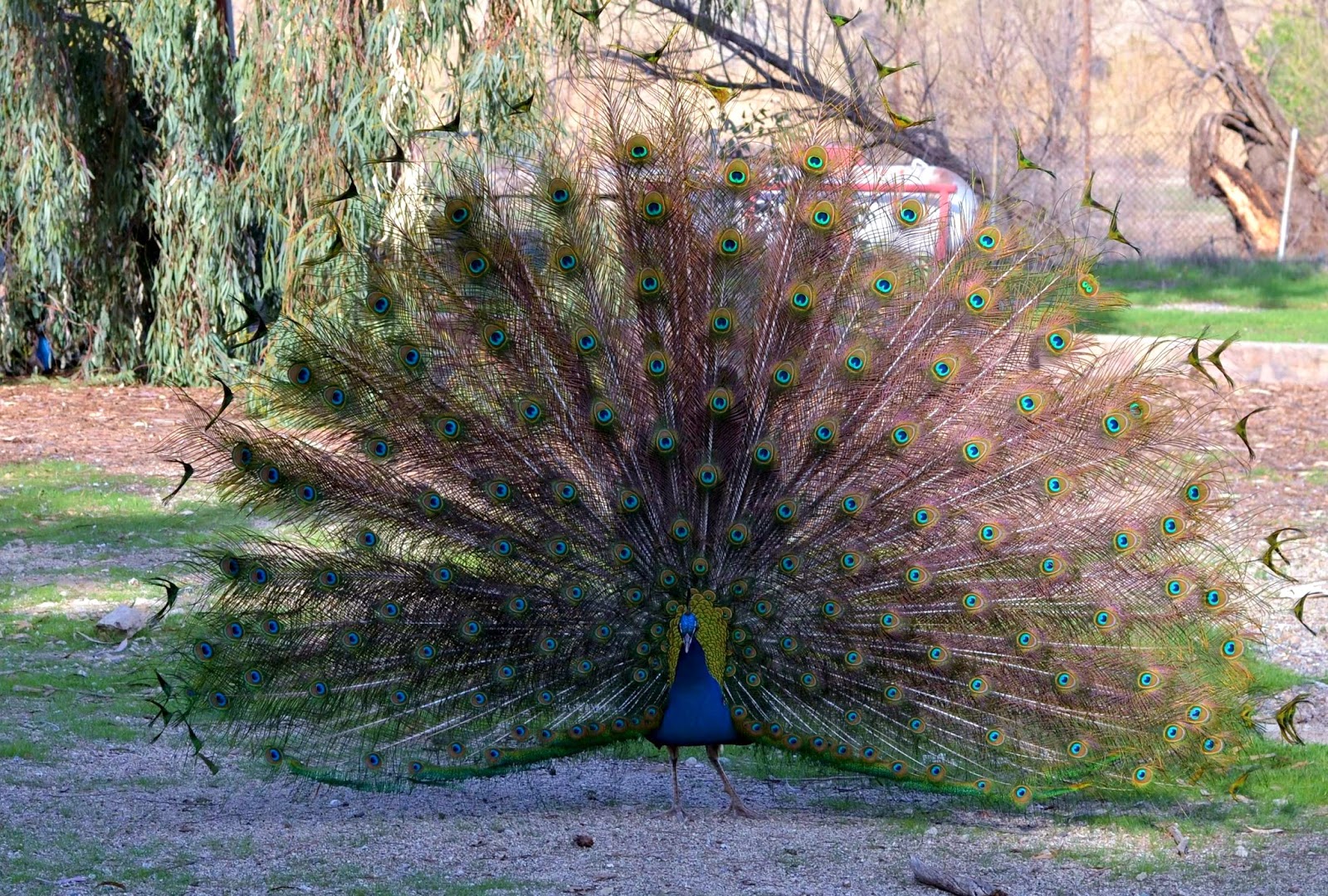 Peacocks at Hart Park