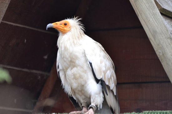 Les Aigles d'Aure - Volerie des Pyrenees