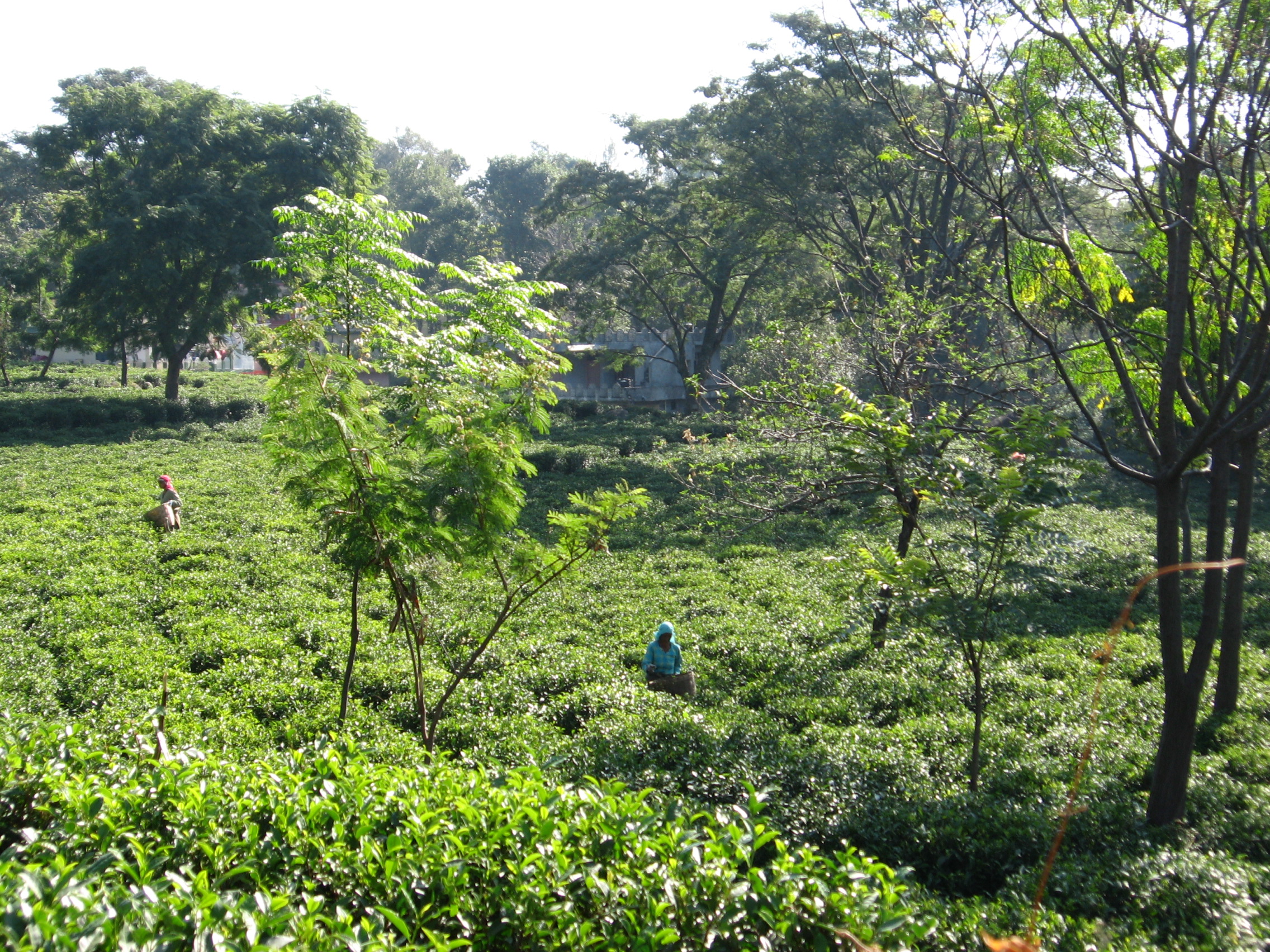 Palampur Tea Gardens