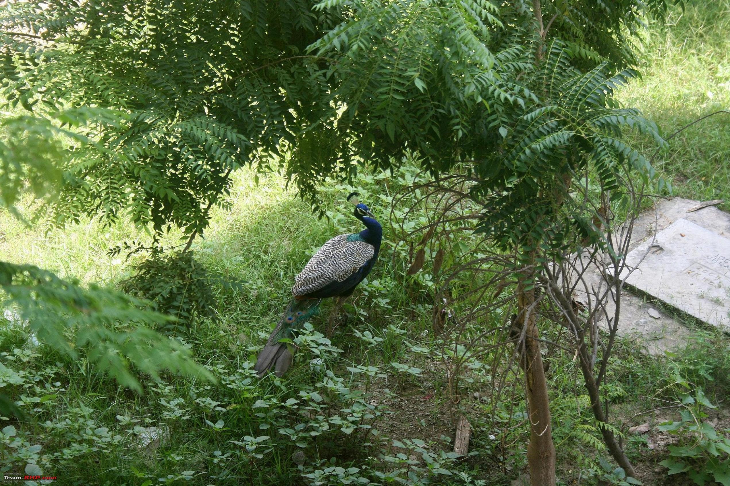 Chail Wildlife Sanctuary