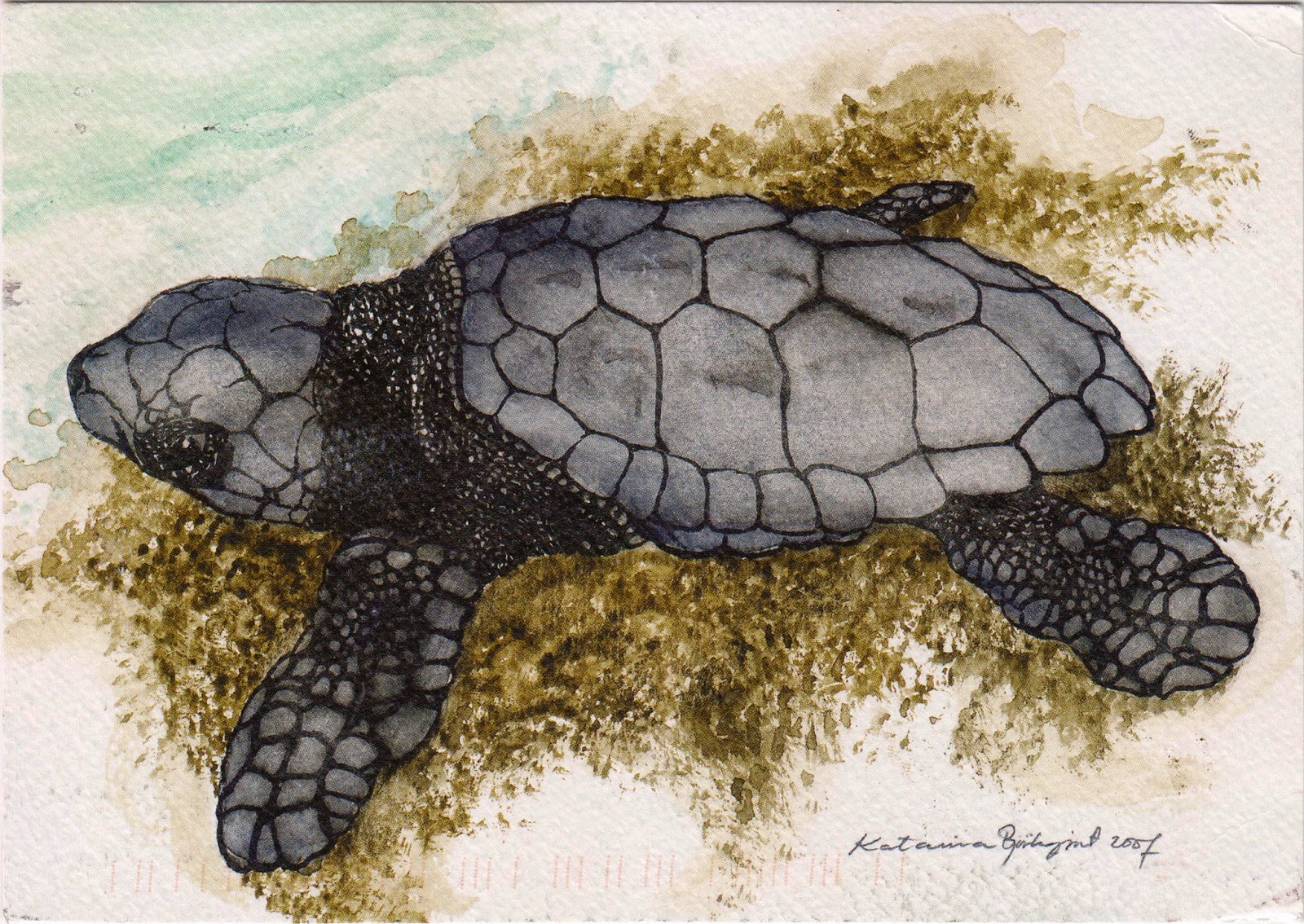 Archelon Sea Turtles Rescue Center