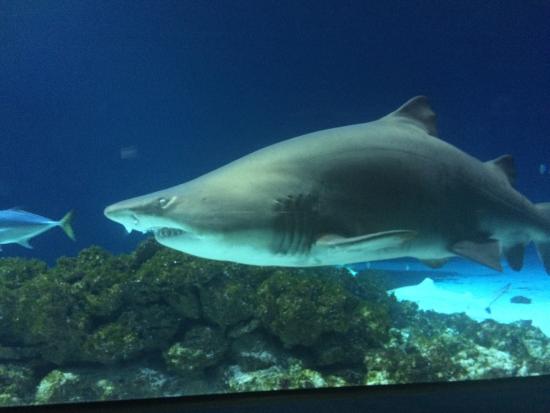 Tower Bridge