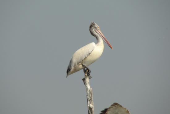 Kolleru Bird Sanctuary