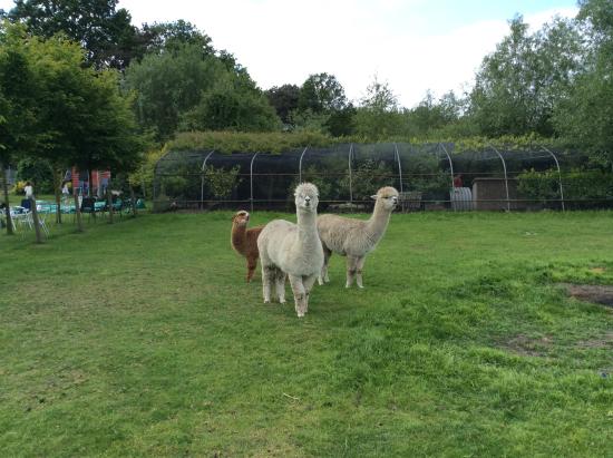 Kinderboerderij de Heihoeve