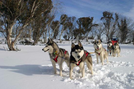 Australian Sleddog Tours