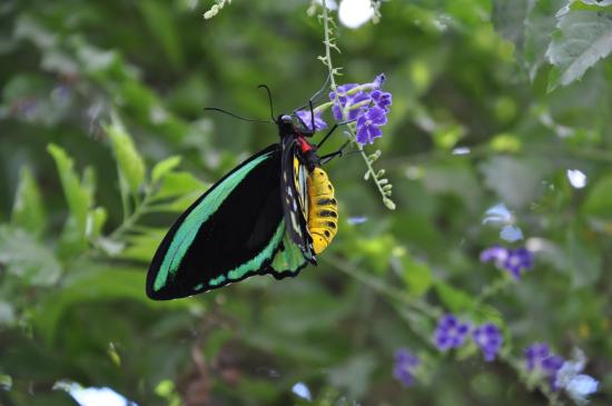 Batchelor Butterfly Farm and Pet Garden