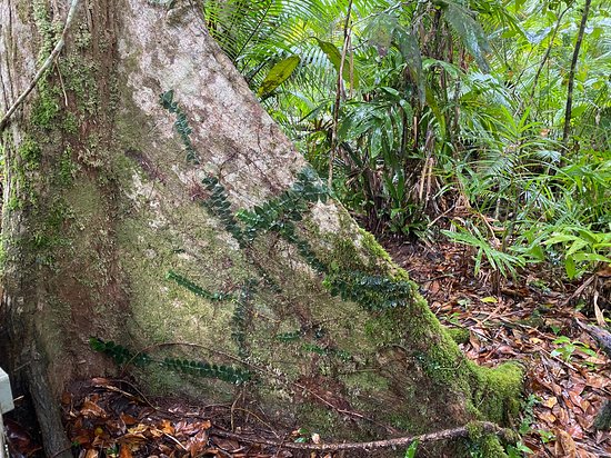 Marrdja Botanical Walk