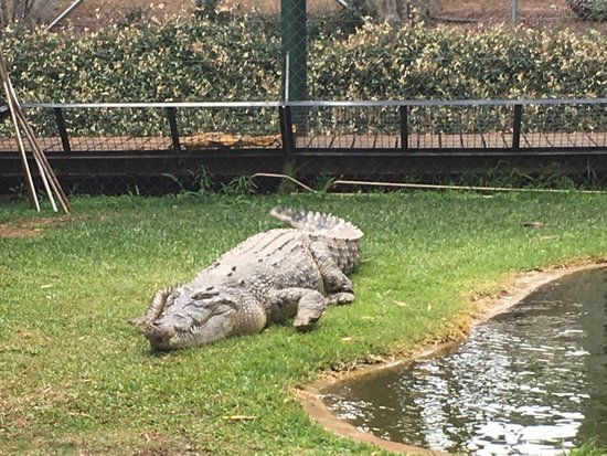 Snakes Downunder Reptile Park