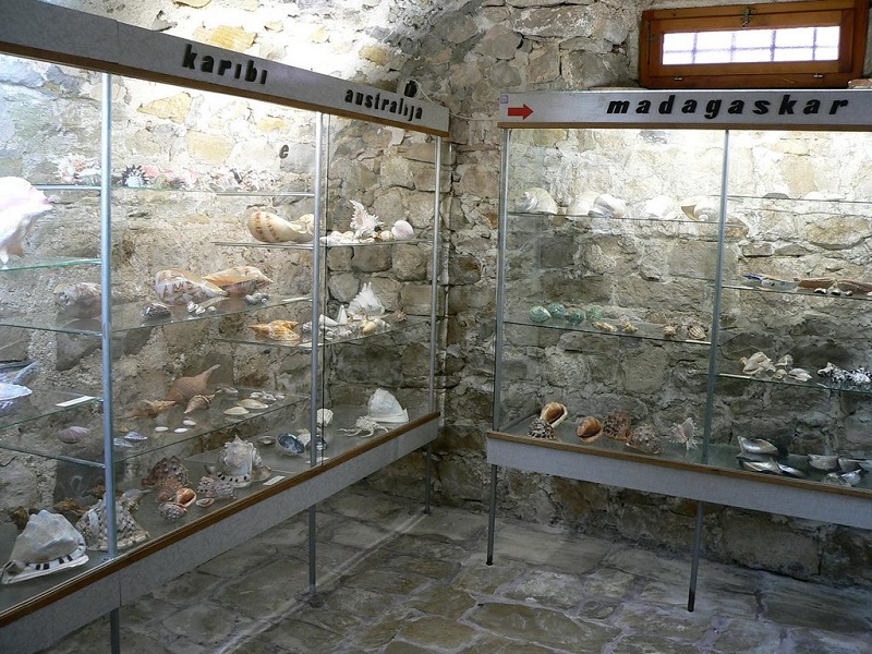 Shells Museum Malakoloski Muzej