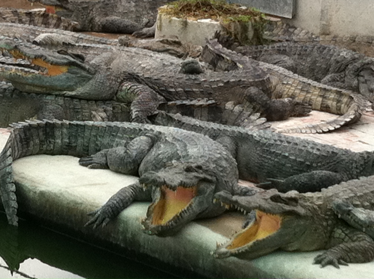 Crocodile Farm