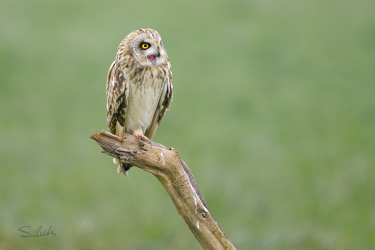 Singing Owl