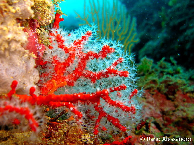 Rosso Corallo