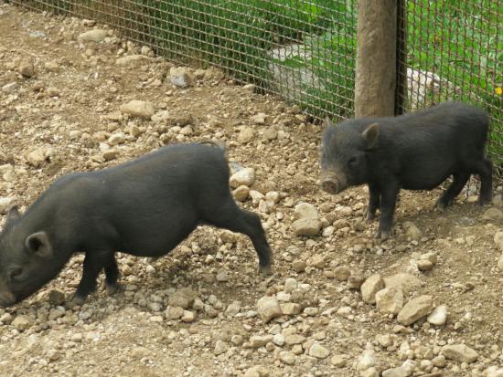 La Fattoria degli Animali