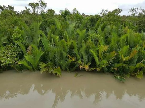 Sundarbans