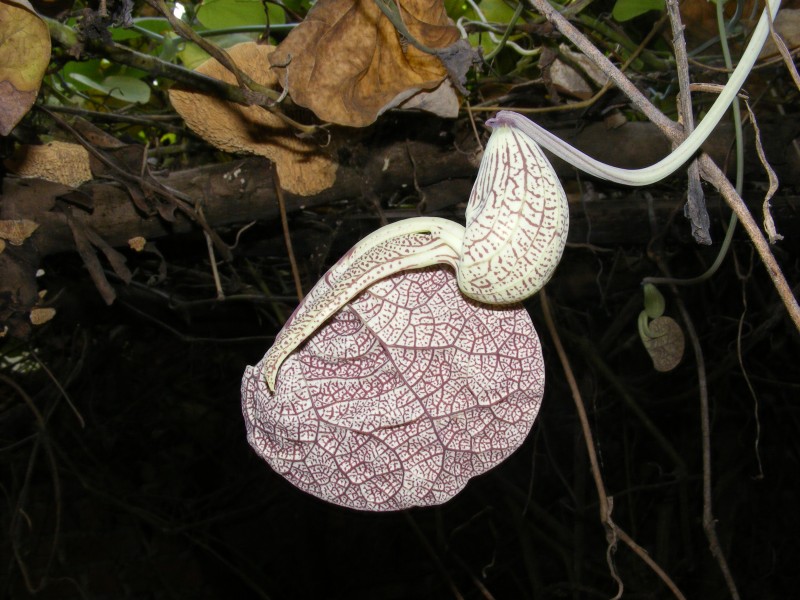 Elvis Butterfly Garden