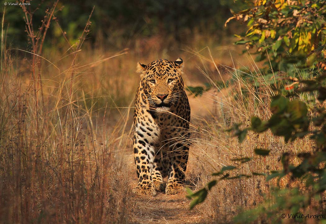 Umred Karhandla Wildlife Sanctuary