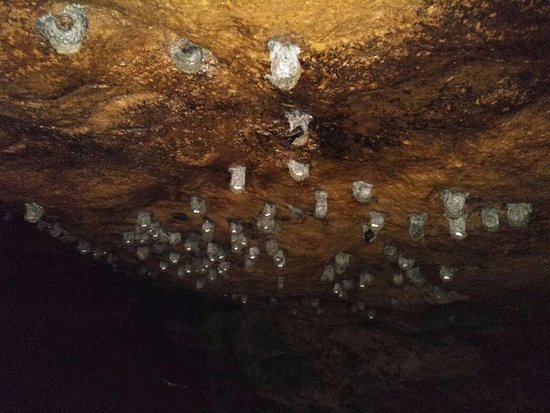 Swiftlet Cave Munnar