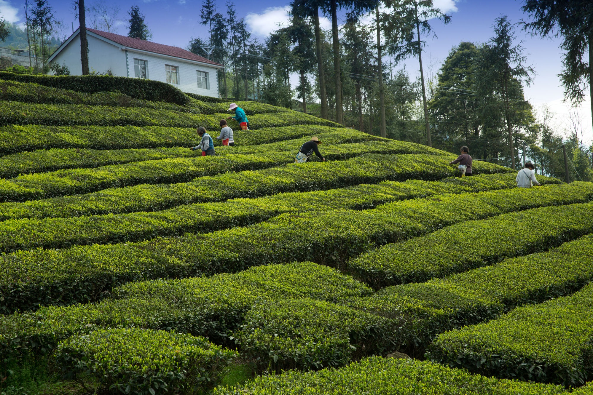 Tea Garden