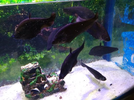 Jawahar Aquariums