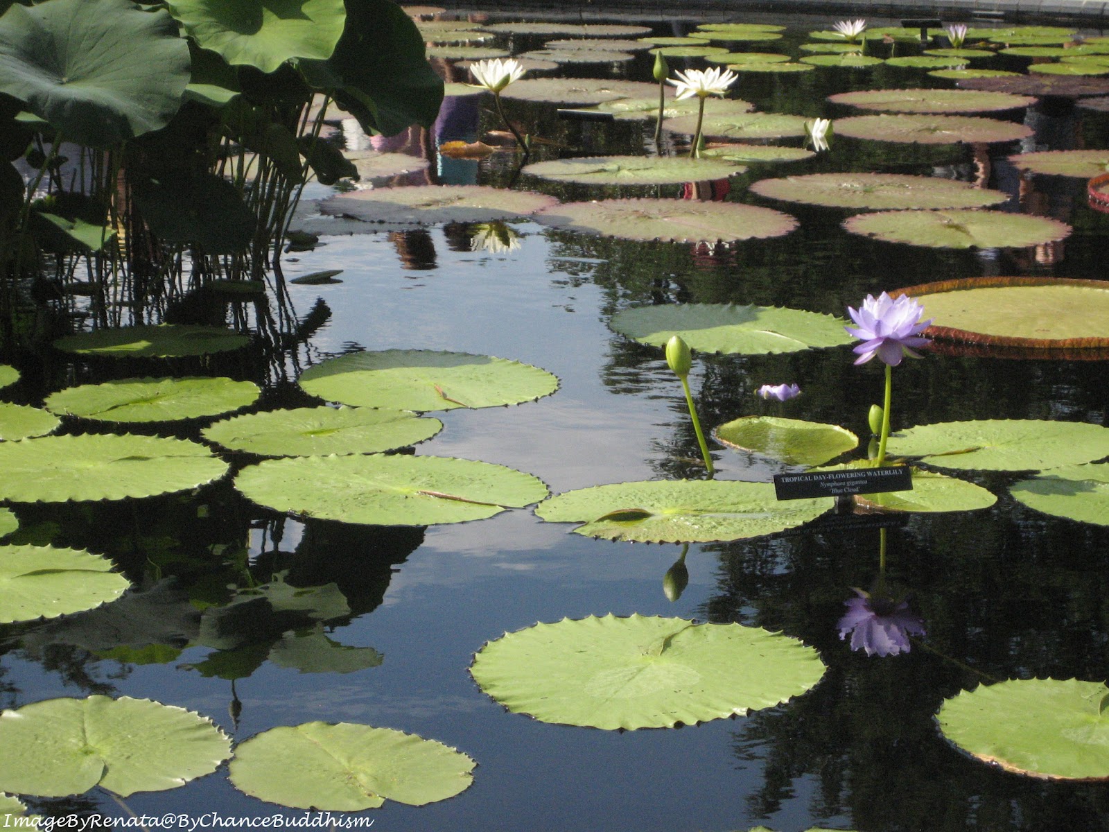 Lotus Pond