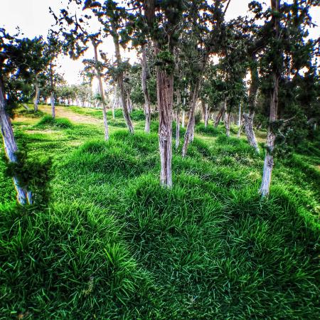 Raghadan Forest Park