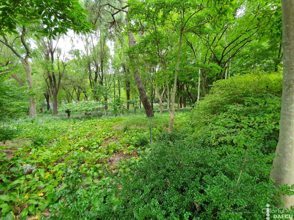 Daegu Arboretum