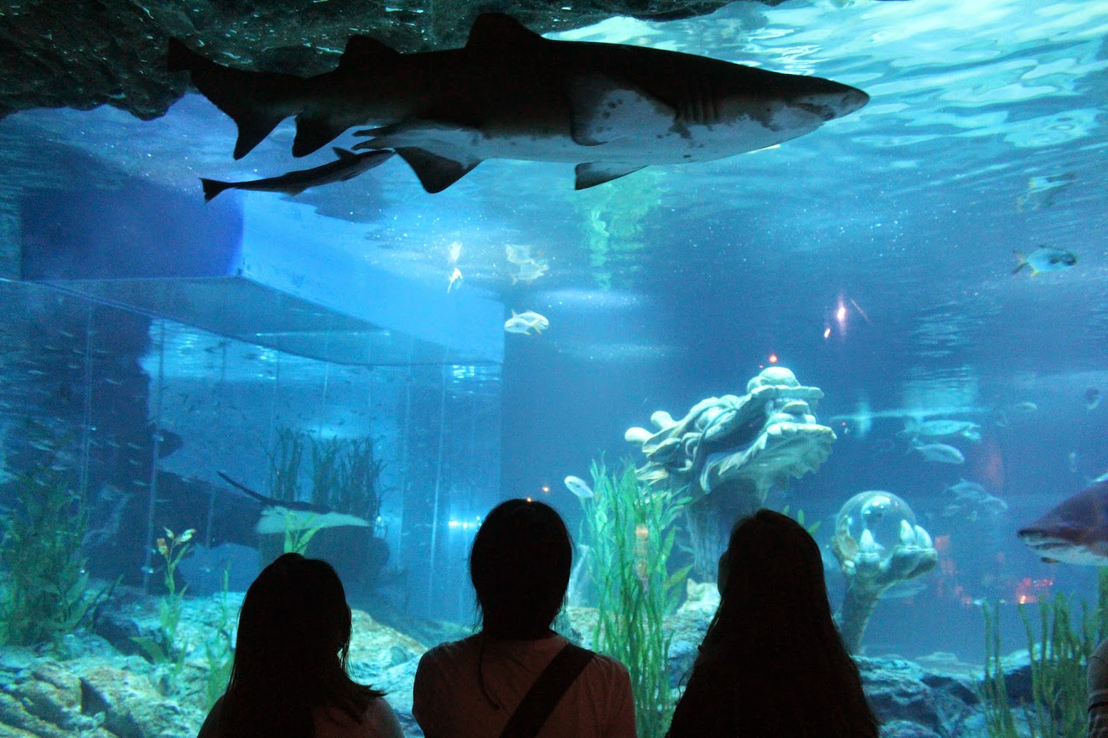 SEA LIFE Busan Aquarium