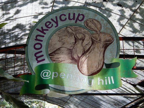 Monkey Cup