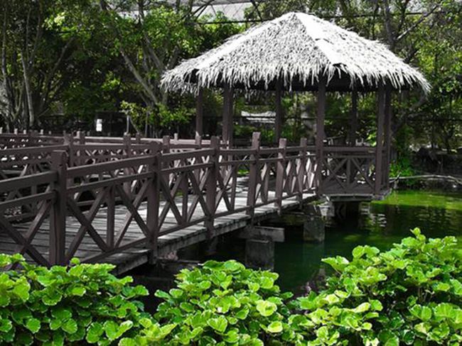 Bukit Jambul Orchid & Hibiscus Garden and Reptile House