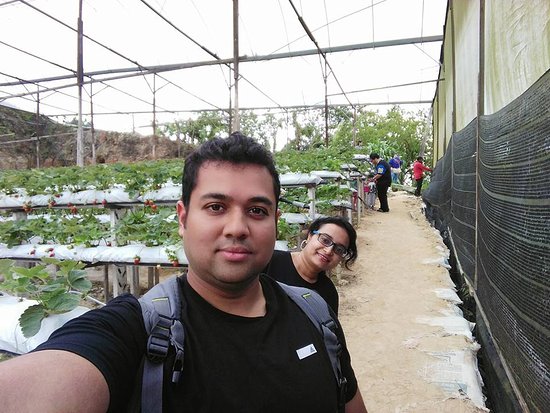 Raju Hill Strawberry Farm