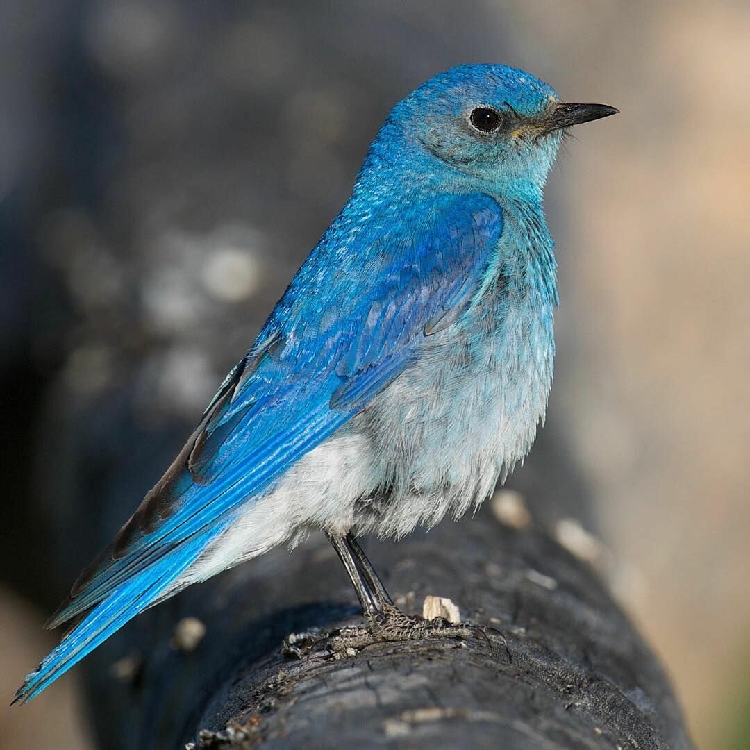 Blue Bird