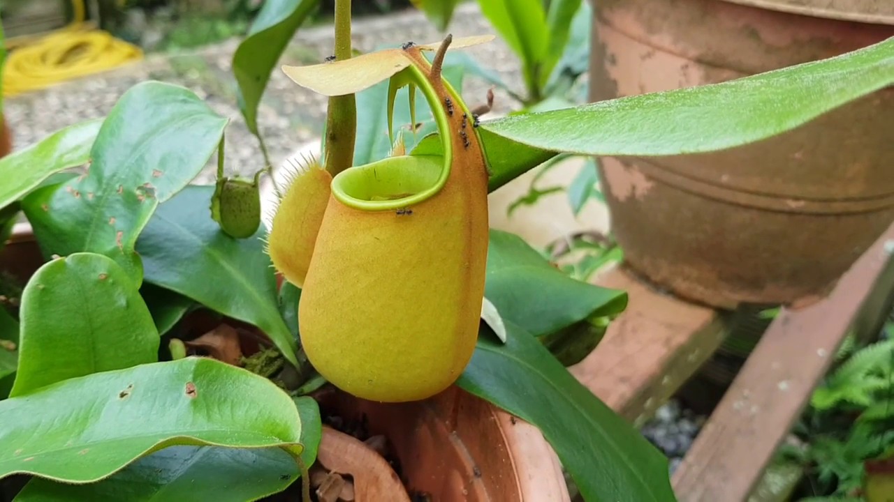 Pitcher Plants Garden