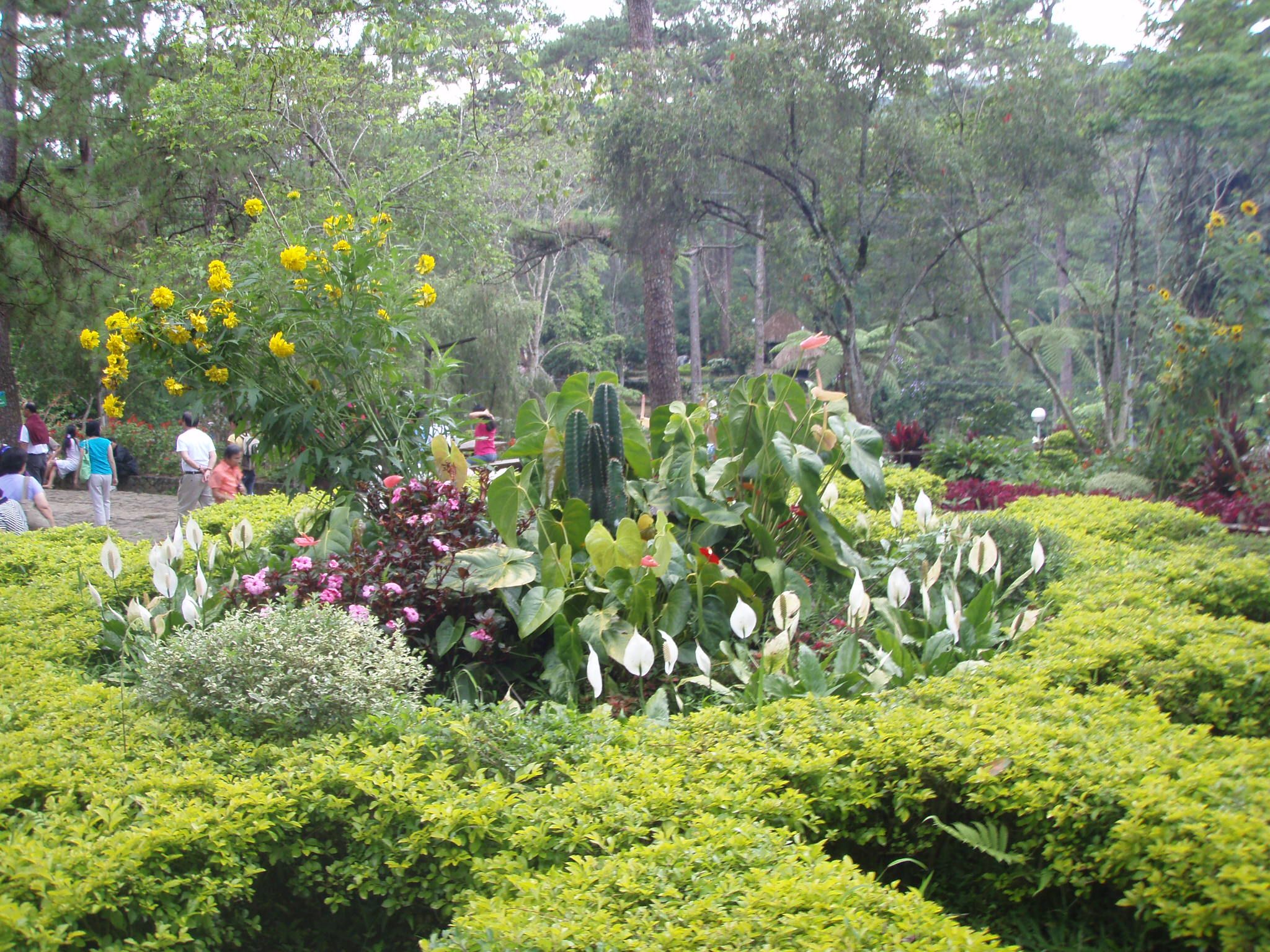 Baguio Botanical Garden