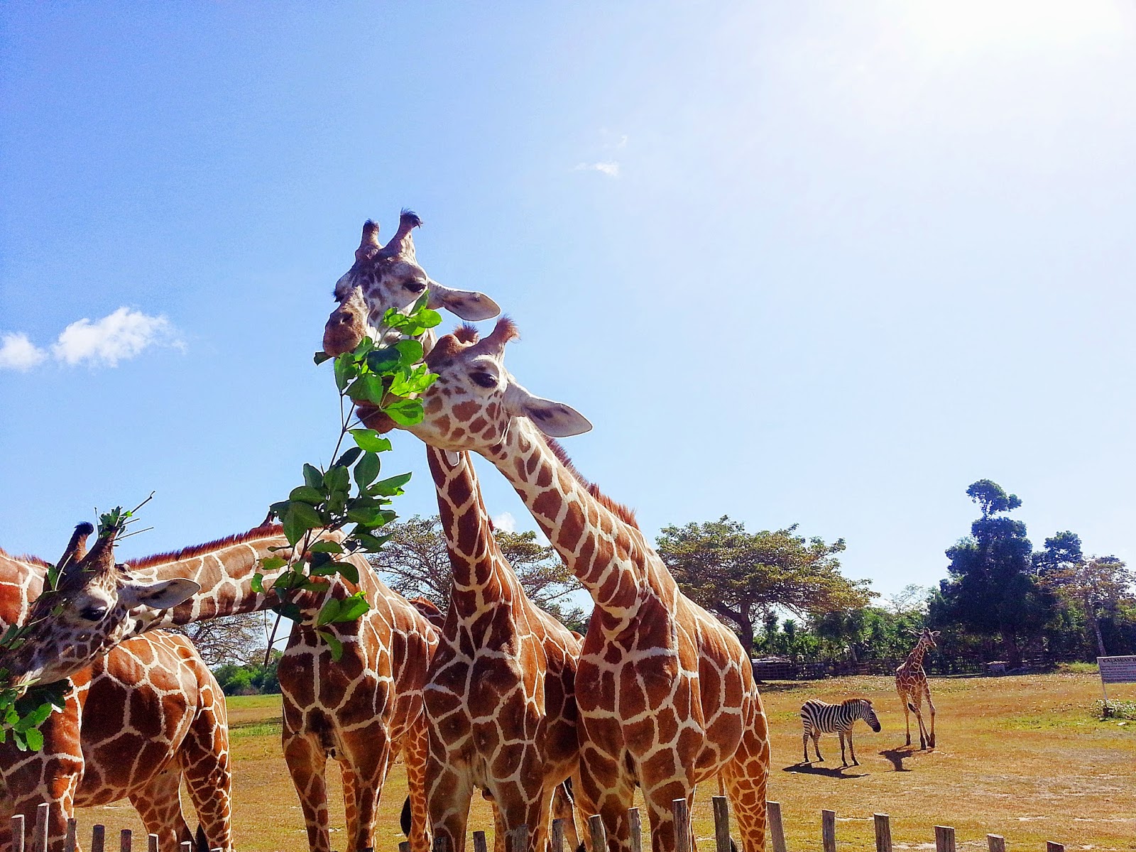 Safari Park