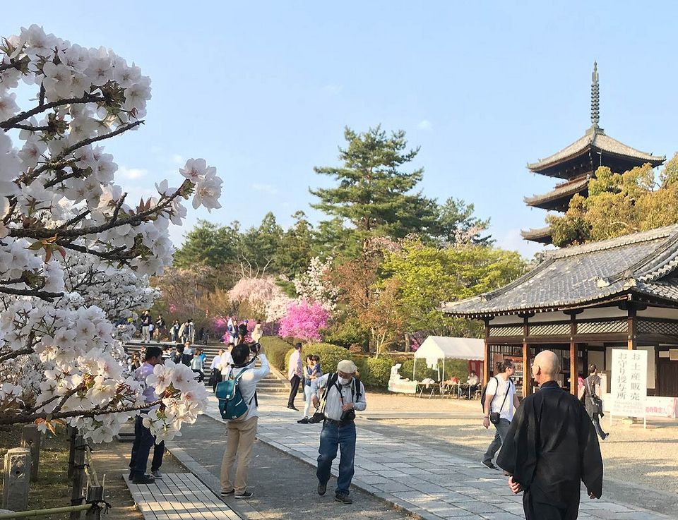 Sakura Massa-ji