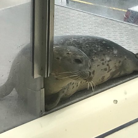 A Seal Zeehondenopvang en Expo Stellendam