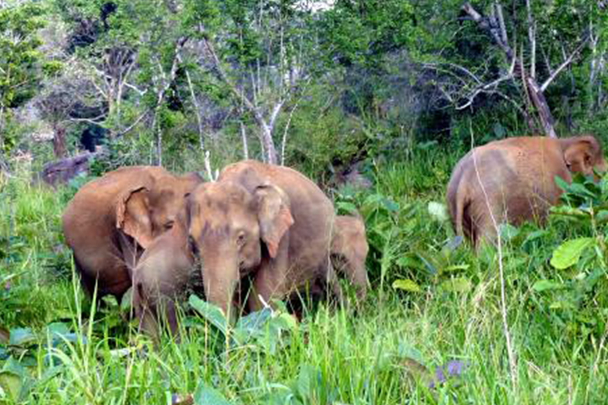 Hurulu Eco Park