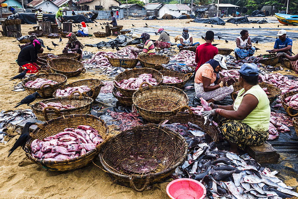 Negombo Fish Market