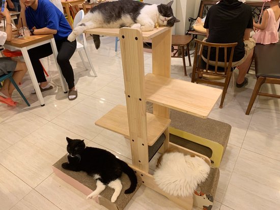 Cat Cafe Goyangi Noriteo