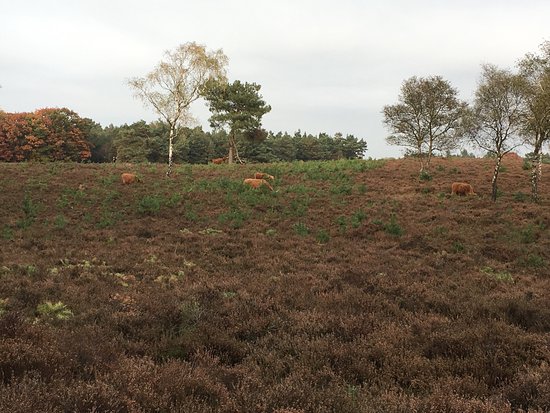 Wezepse Heide