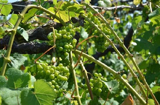 AlexEli Vineyard & Winery