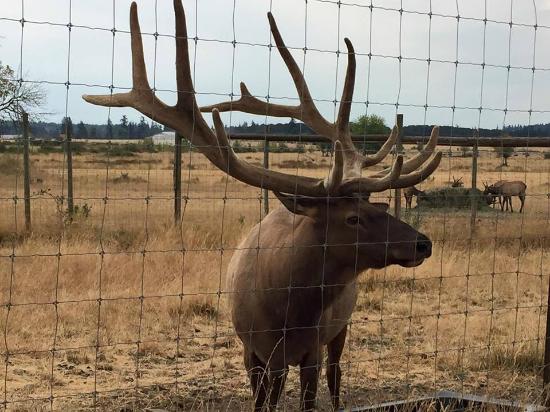 Rosse Posse Acres Elk Ranch