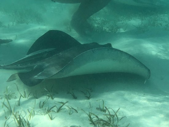 Stingray City Bahamas