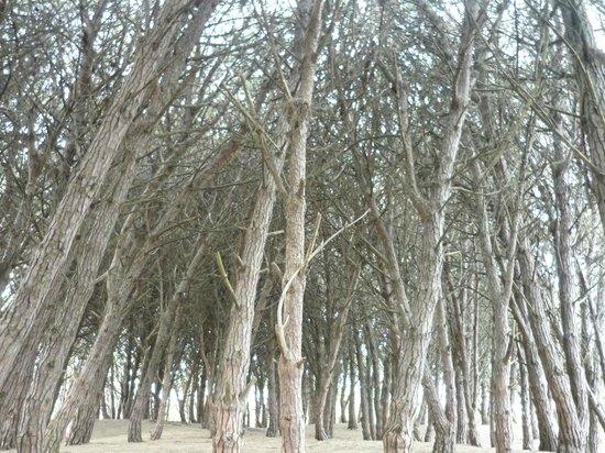Bosque Energetico